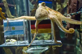 章鱼有9个大脑能编辑基因，智商高到无法理解，为何没发展出文明图片