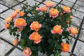 夏天养月季，就选这4种，不怕晒也不怕热，38℃照样生机勃勃图片