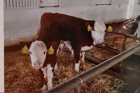 母牛常见疾病与治疗三（难产）图片