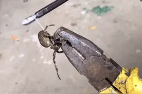 被掏空！安徽一小伙活捉大蜘蛛，用电动钻“拔丝”，抽了足足20秒图片