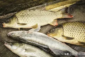 选好饵料是钓鱼的关键，钓鲫鱼就用这两个饵料图片