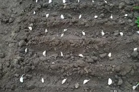 春季蒜瓣自然发芽？剔除坏瓣，避开连作地当叶菜种植，可多次摘叶图片