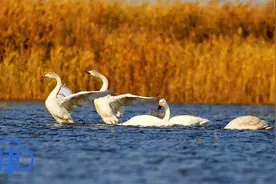 候鸟迁徙季来临！32万只候鸟飞临北大港湿地图片