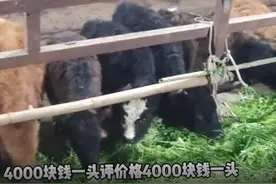 4000块一头的西门塔尔牛公开销售，老王提醒：谁买谁上当图片