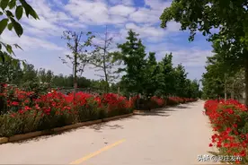 五一假期去哪玩？罗庄周边这些地方可以去（重头戏在最后）图片