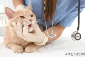 猫咪不会长“蛀牙”，却要注意这三种口腔疾病，平时多给爱猫刷牙图片