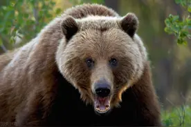 棕熊凶杀案！三只棕熊和玛莎大婶家的爱恨情仇的始末缘由图片