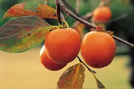 金弹子夏天能移栽吗图片