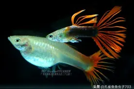 孔雀鱼都是怎么交配的？图片