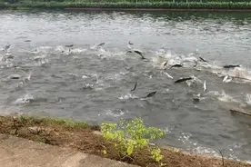 火火火！“望城味道”真香……图片