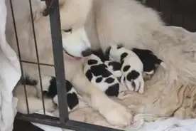 纯种狗狗被土狗玷污，生下狗崽后，看到这模样，一只也不想要图片