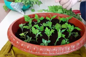 9－10月，别忘记“扦插”这些花，“温度”适宜利于生根图片