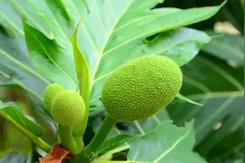 引种至海南猴面包果树生长如何？图片