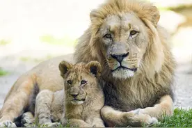 动物交配六亲不认，若流浪雄狮回到狮群，还认得出母亲吗？图片