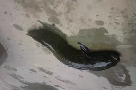 南方一种怪鱼，蛇头泥鳅身，过去河里常见，如今100多元一斤图片