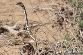 新疆的沙漠蛇类，移动迅速，滑行犹如草上飞，神秘的花条蛇图片