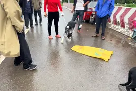 河南：哈士奇一斤十块当菜卖，网友：不卖是一口人，卖了就是盘菜图片