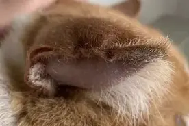猫咪耳朵肿了，手术费用2000！我们应该怎么避免疾病再次出现呢？图片