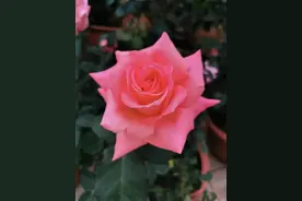 致我未来儿媳的一封信图片