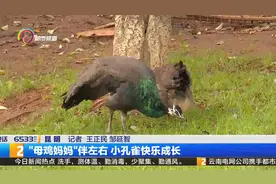 母鸡妈妈伴左右 小孔雀快乐成长图片