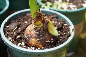 种了四个月的朱顶红不生根、不长叶，切一刀长疯了图片