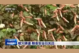 密集恐惧症慎点！巴基斯坦蝗灾肆虐图片