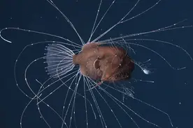 交配时间最长的动物是什么？它们几乎用尽一生的时间图片