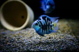 用自己繁殖能力把自己拉下神坛的热带鱼，迷你鹦鹉从此再难翻身图片