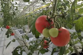 破解种业难题①丨依赖进口的这些蔬菜种子 如何打赢翻身仗？图片