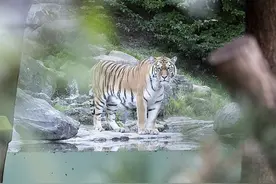 瑞士动物园女饲养员被老虎咬死，目睹惨剧的游客们接受心理咨询图片