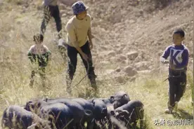 昭觉乌金猪：跋山涉水奔出大凉山图片