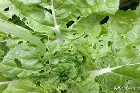 蔬菜招惹菜青虫别光喷农药，老农教你7个妙招，招招管用图片