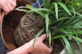 想换盆怕把花“换死”？教你一个“安全”的方法，换完快速生长图片