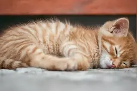 “因为装修搬家，我的猫去世了！”图片