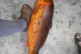 鲤鱼王？贵州男子钓起18斤红鲤鱼，红里透黑，村里老人：可别吃图片