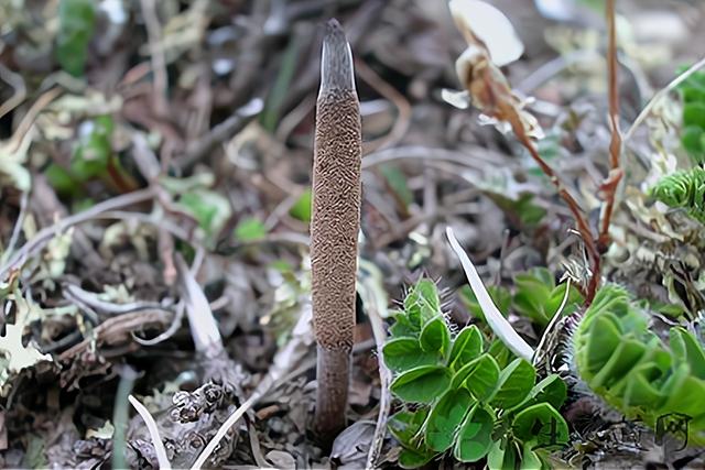 虫草价目表2021 2026年虫草价目表2026