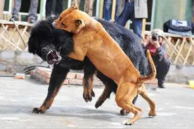 “脾气很火爆”的5种狗，没事别惹它们，容易被咬图片