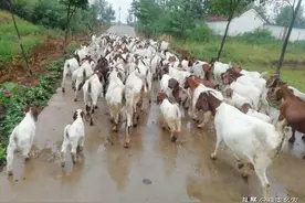 养羊是养山羊好，还是养绵羊好？优化羊群的结构，才是赚钱的法宝图片