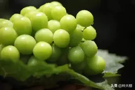 “天价”蔬菜跌落“神坛”！从30元到6毛/斤，价格暴跌98%图片