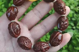 橄榄核的种类区别图片