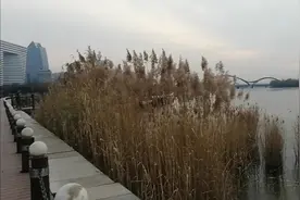 淇河上的那座木桥是人们去河边必到的打卡地，天气虽冷我也要去图片