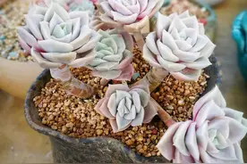 夏天最好养的玫瑰系列多肉，不施肥不浇水，还特别容易爆头图片