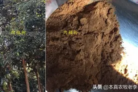 2020年是无抗饲料元年，用于养鹅的发酵饲料、中药粉有哪些？图片