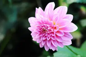 大丽花的养护方法，这样养护，大丽花花开满院图片