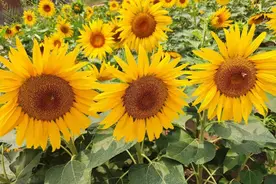 麻将桌上的婆婆(微小说)图片