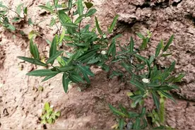 乡下常见的中药：瓜子金，可镇咳化痰，能治肺炎、腹水、失眠图片