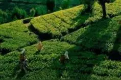 咖啡豆的等级鉴定标准图片