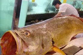 杀鱼取鳔，从180吨到濒临灭绝，谁是黄唇鱼危机的“罪魁祸首”？图片