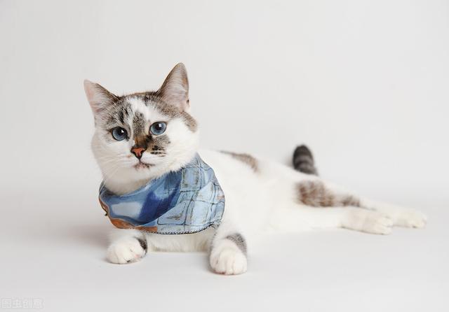 猫咪绝育要花多少钱？