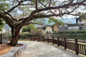 闽粤两省三县交界处那株有求必应的榕树爷爷图片